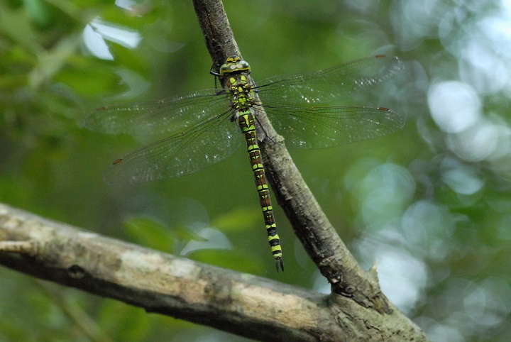 Découverte des petites bêtes au réservoir de Panthier